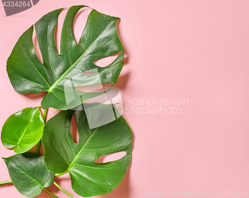 Image of Tropical leaves of monstera plant