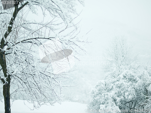 Image of trees on snow