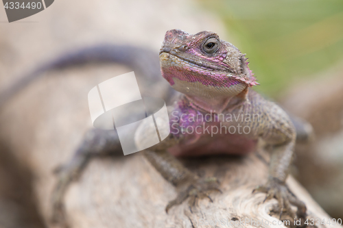 Image of Mwanza flat-headed rock agama, Serengeti National Park, Tanzania.