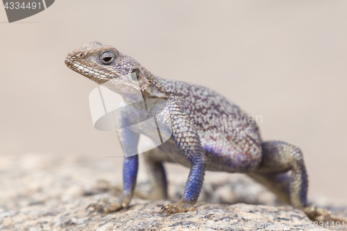 Image of Mwanza flat-headed rock agama, Serengeti National Park, Tanzania.