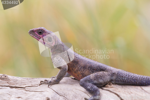 Image of Mwanza flat-headed rock agama, Serengeti National Park, Tanzania.