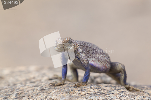 Image of Mwanza flat-headed rock agama, Serengeti National Park, Tanzania.