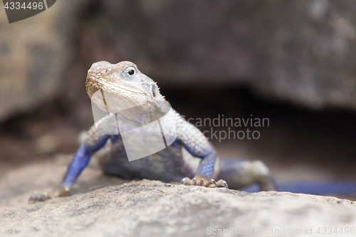 Image of Mwanza flat-headed rock agama, Serengeti National Park, Tanzania.