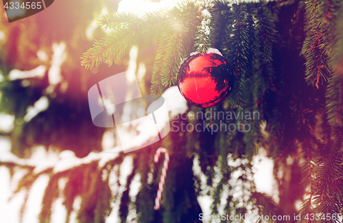 Image of candy cane and christmas ball on fir tree branch