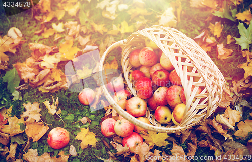 Image of wicker basket of ripe red apples at autumn garden