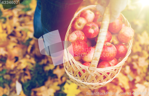 Image of woman with basket of apples at autumn garden