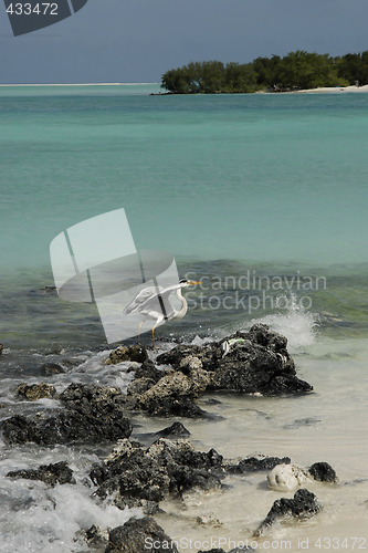 Image of Seagull on a Maldivian island beach