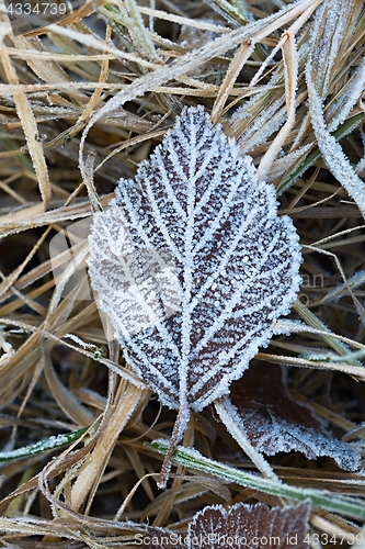 Image of Fallen frosty leaves