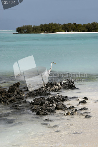 Image of Seagull on a Maldivian island beach