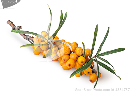 Image of Branch with sea buckthorn berries and leaves