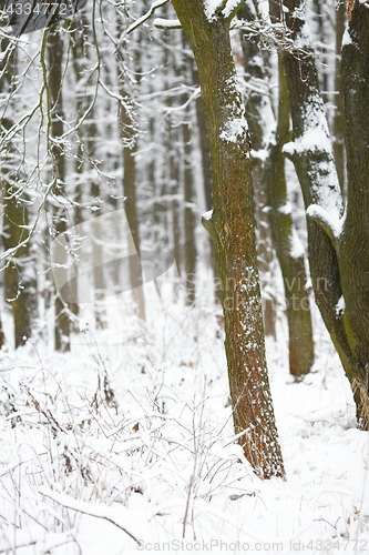 Image of Winter Forest Trees
