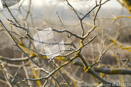 Image of Bare branches in cold