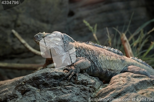 Image of Iguana resting position