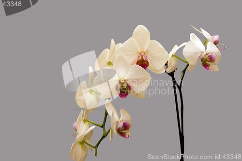 Image of White orchid