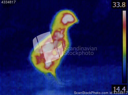 Image of Chick Thermal Imaging