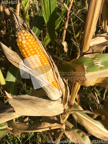 Image of Ripe maize corn ear on the cob