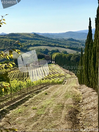 Image of Typical landscape in Tuscany with cypress trees