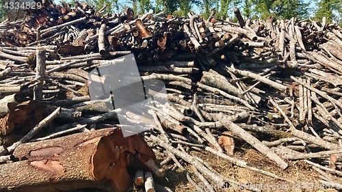 Image of timber stacked up rather rough after felling