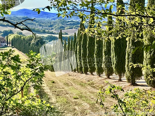 Image of Typical landscape in Tuscany with cypress trees