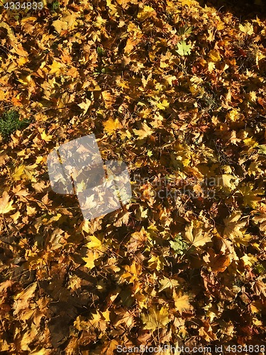 Image of Dry fallen autumn leaves