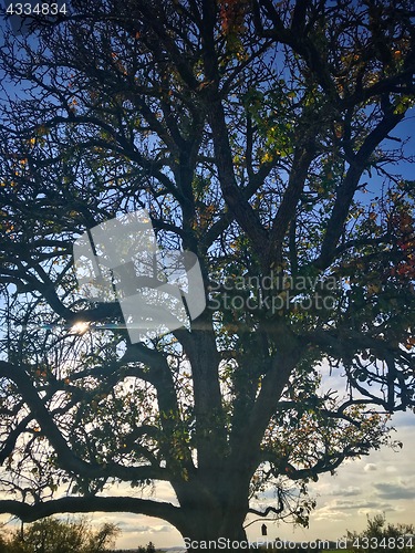 Image of Lovely autumn tree