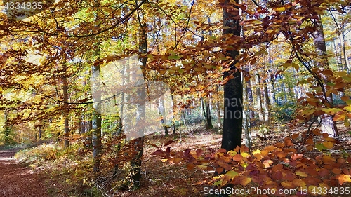 Image of beautiful autumn forest