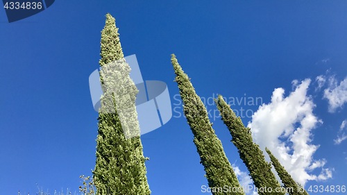 Image of Typical cypress trees in Tuscany