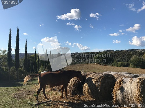 Image of Typical country road in Tuscany lined with cypress trees and free horses