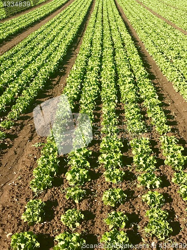 Image of Rows of salad on a large agriculture field