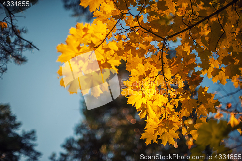 Image of Autumn leaves, for background