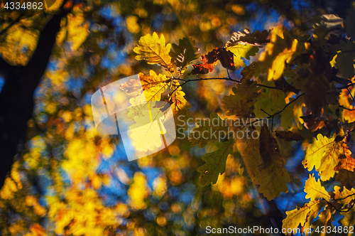 Image of Autumn leaves, for background