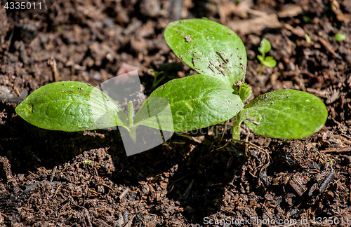 Image of cucumber seedling