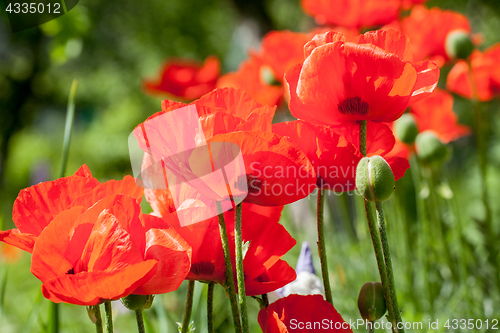 Image of red poppy flowers