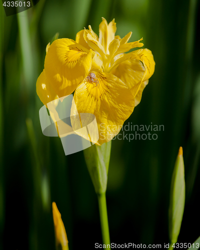 Image of yellow iris flower