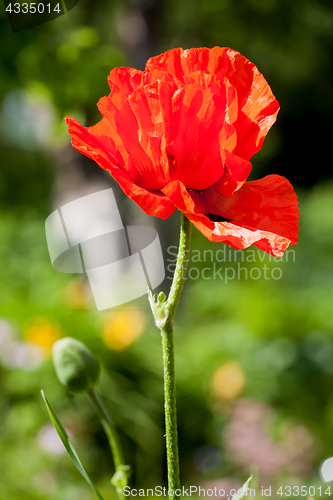 Image of red poppy