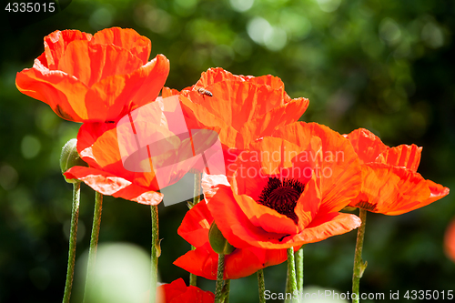 Image of red poppy flowers