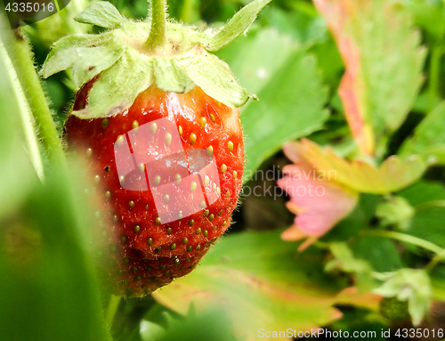 Image of garden strawberry