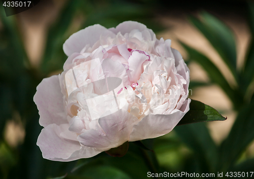 Image of white peony