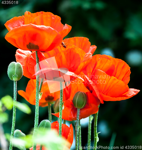 Image of red poppy flowers