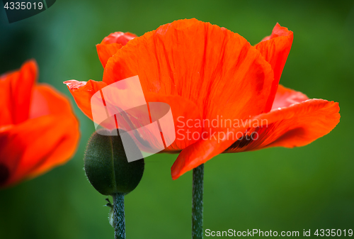 Image of red poppy flowers