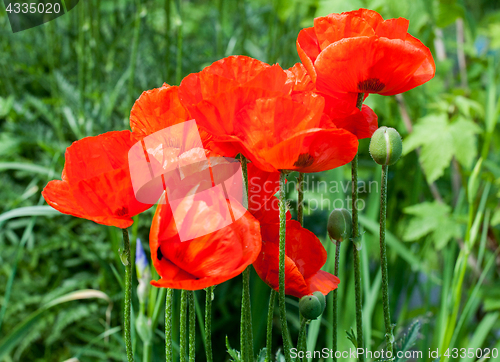 Image of red poppy flowers