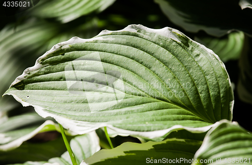 Image of green leaf