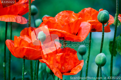 Image of red poppy flowers