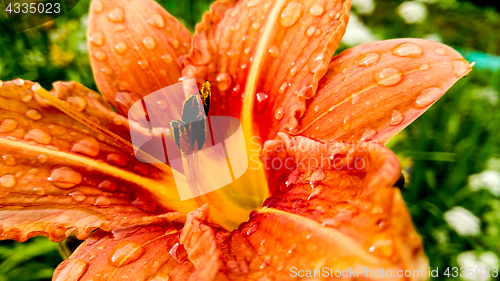 Image of lily flower