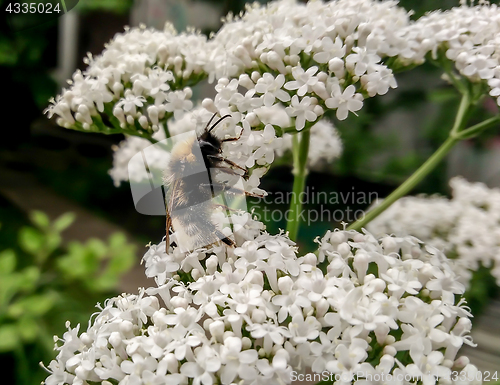 Image of bee in the gargen