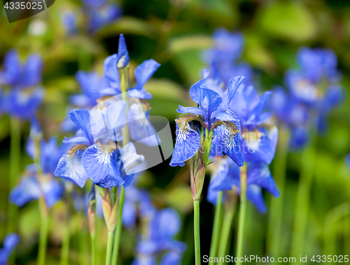 Image of iris blueflag flowers