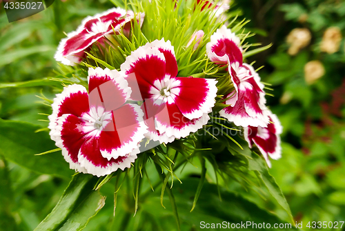 Image of garden carnation flowers