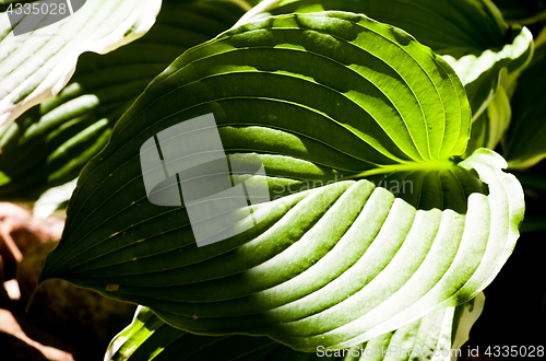 Image of green leaf