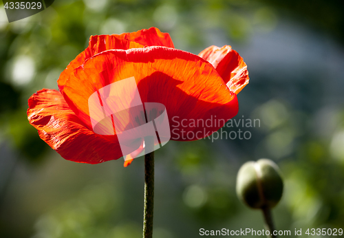 Image of red poppy