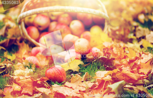 Image of wicker basket of ripe red apples at autumn garden